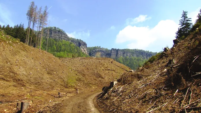 Národní park České Švýcarsko ukončí kácení kvůli kůrovci
