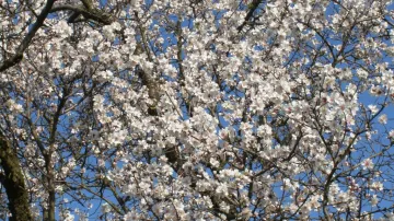 U Hustopečí rozkvetl mandloňový sad