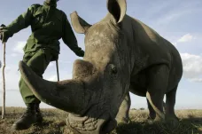 Americká firma vyvíjí umělý roh nosorožce. Má být poslední nadějí na záchranu celého druhu