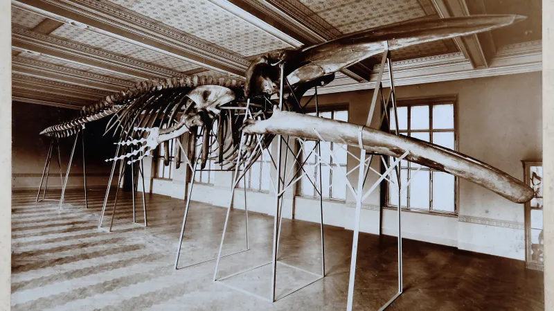 Kostra plejtváka myšoka se bezesporu stala symbolem Národního muzea. Možnost zakoupit kostru nadprůměrně velké samice, která uhynula u pobřeží Norska, zaujala už v roce 1887 bratry Václava a Antonína Friče, kteří se ji rozhodli pořídit jako exponát pro nově vznikající muzejní budovu na Václavském náměstí.