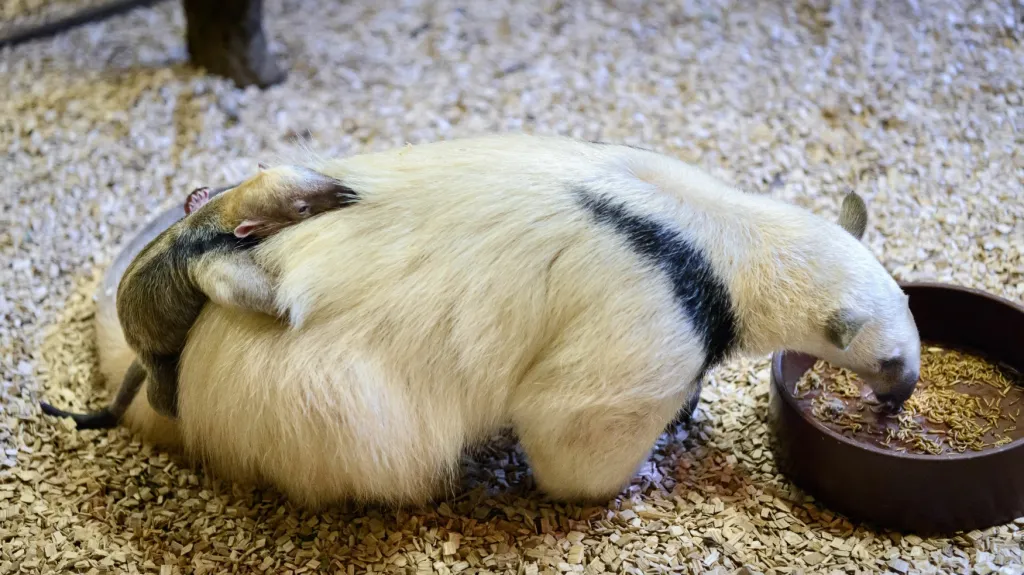 Mládě mravenečníka čtyřprstého s matkou