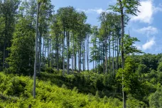 Agentura ochrany přírody a krajiny připravuje podklady pro vyhlášení CHKO Krušné hory. Lesy ČR s tím nesouhlasí