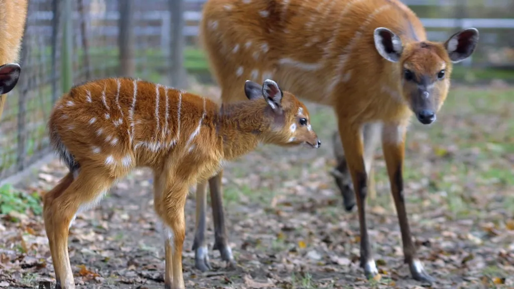 Antilopa sitatunga