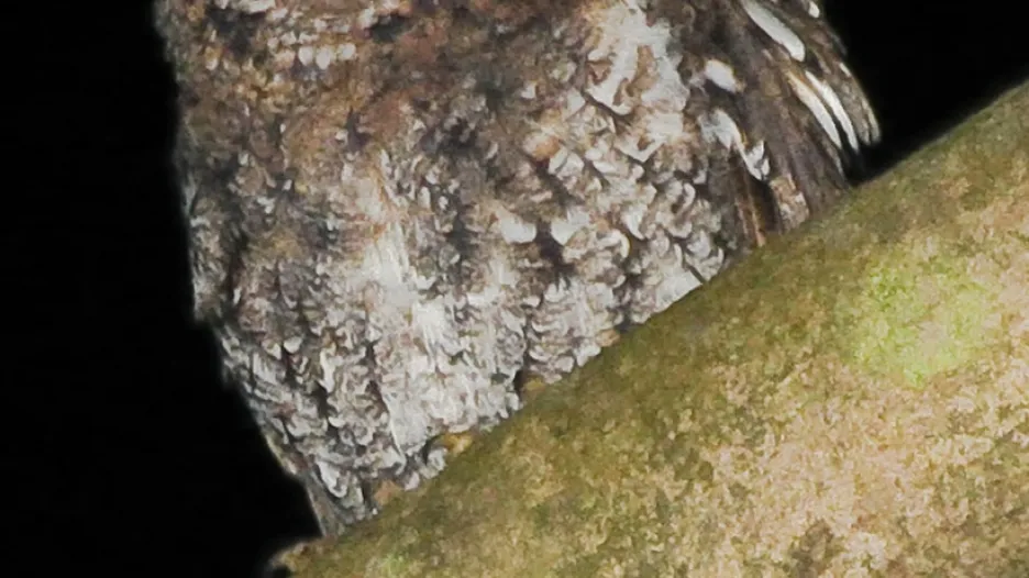 Otus jolandae
