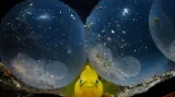 Makrofotografie bez zrcadlovky, "Little Birth" Yellow Pygmy Goby with Squid Eggs