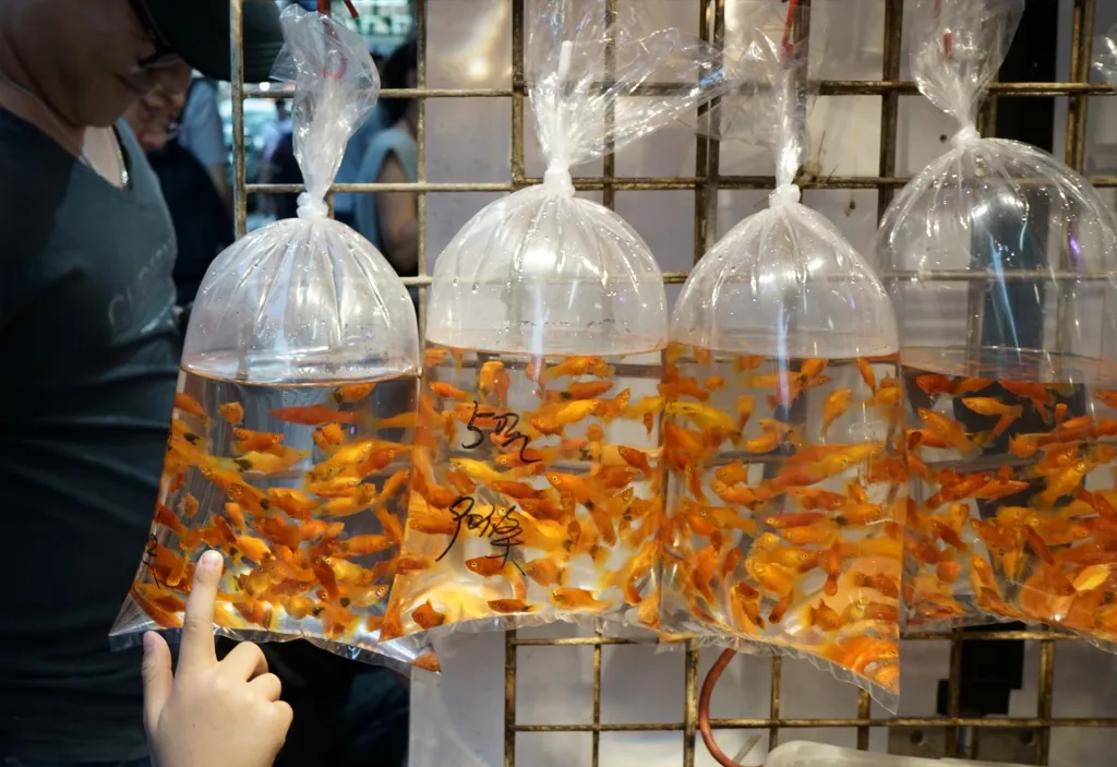 Chlapec si prohlíží tropické rybky na prodejní výstavě akarijních ryb v Hongkongu