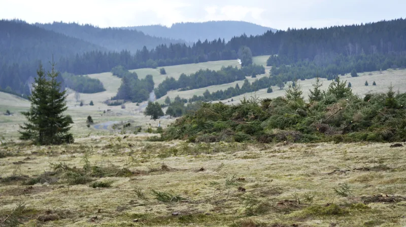 Obnova bezlesí kolem zaniklé šumavské osady Kepelské Zhůří