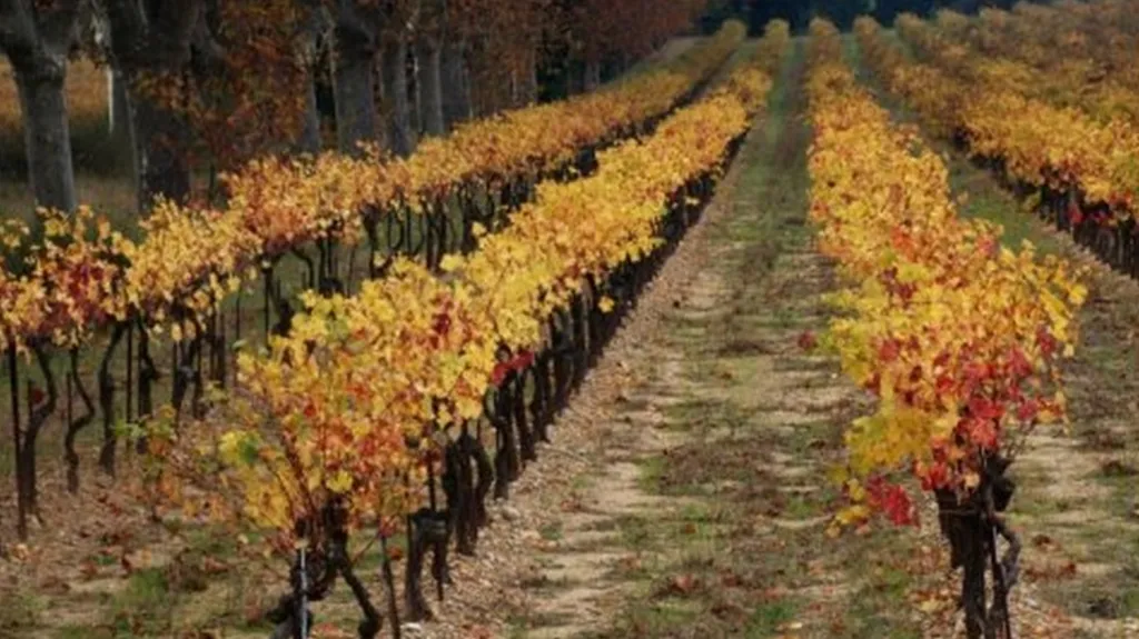 Vinice