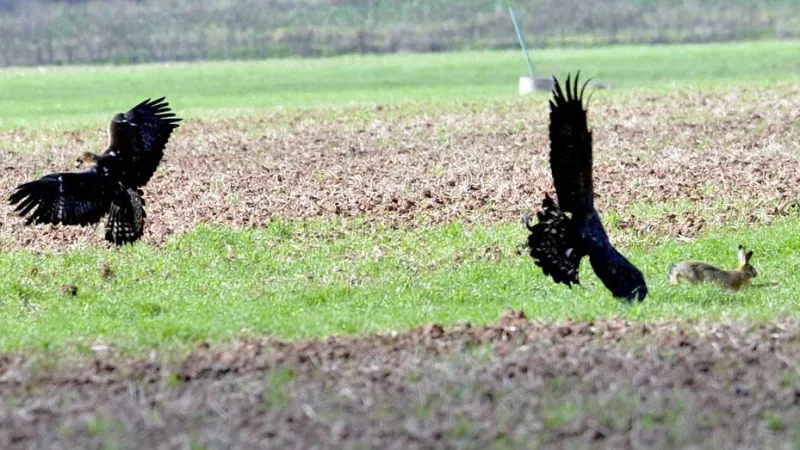 Setkání sokolníků v Opočně