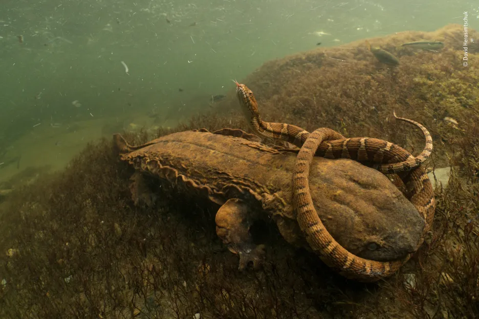 Spoután peklem. Vodní had ve spárech gigantického salamandra. Vítěz kategorie Chování obojživelníků a plazů.