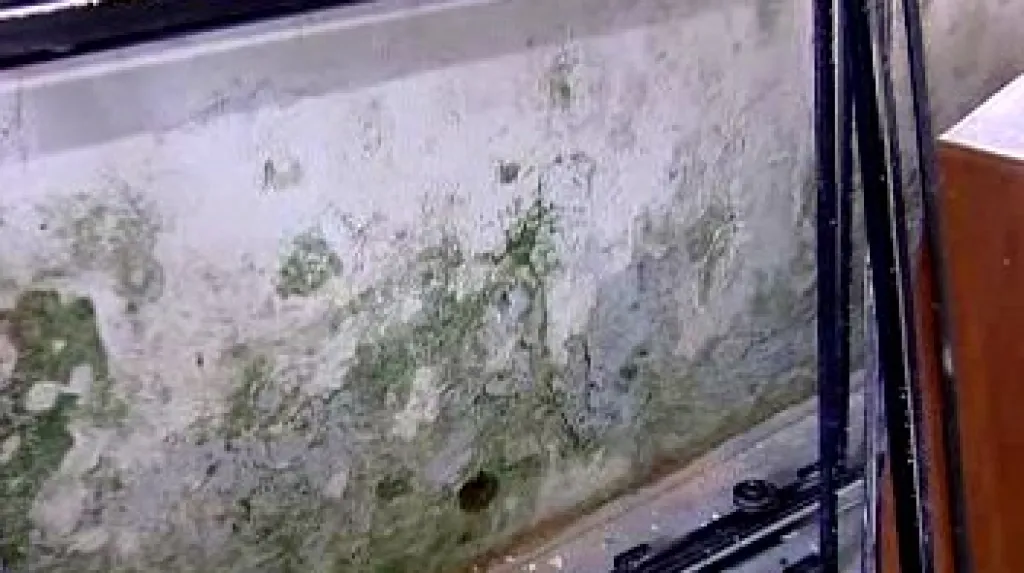 Zeď napadená dřevomorkou