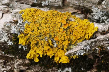 Muzeum ukazuje krásu mikrosvěta lišejníků