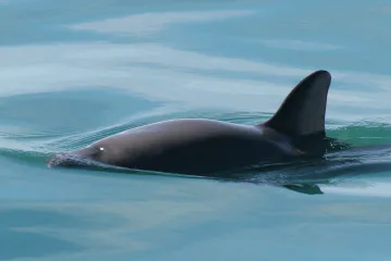 Mexiko vzdalo snahu o záchranu posledních sviňuch. Ruší zónu, kde měly mít klid