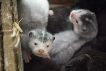 Kožešinové farmy se brání úplnému uzavření, usilují o změnu zákona