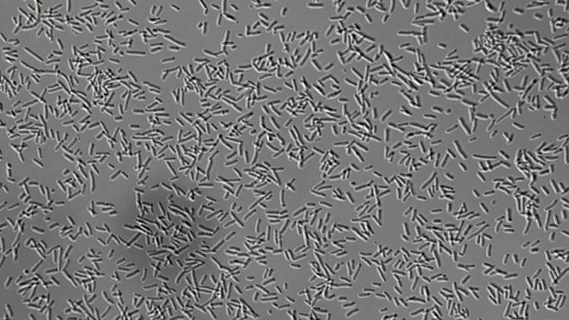 Bakterie Pseudomonas