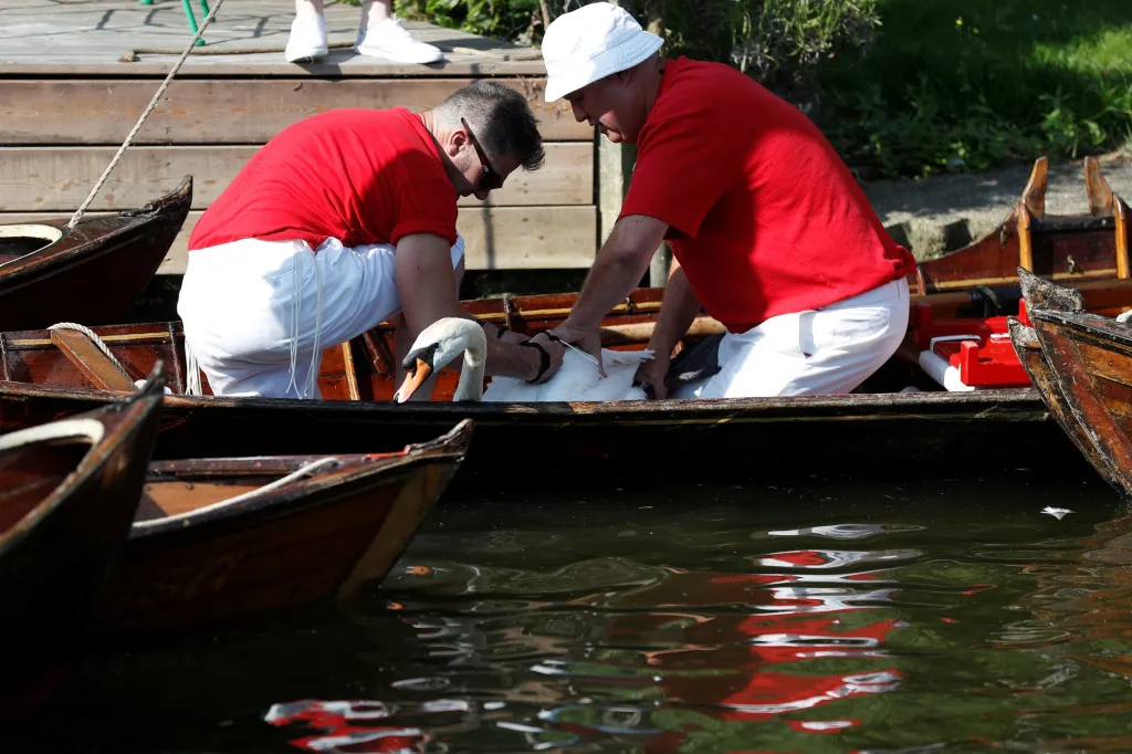 Královští úředníci každoročně sčítají labutě na londýnském úseku řeky Temže. Hlavním cílem jejich činnosti je ochrana ptactva a zjišťování stavu populace
