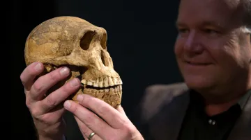 Lebka Homo naledi