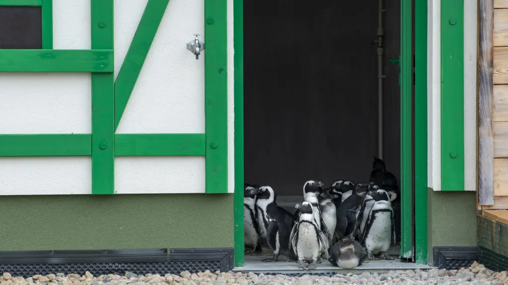 Expozice Jihozápadní Afrika v Safari Parku Dvůr Králové