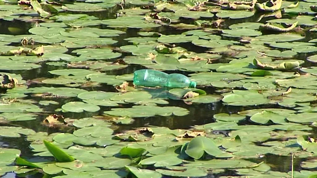 Zarostlé jezero