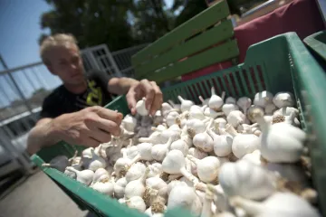 Vzestup slávy českého česneku zbrzdilo sucho. Urodilo se až o 20 procent méně
