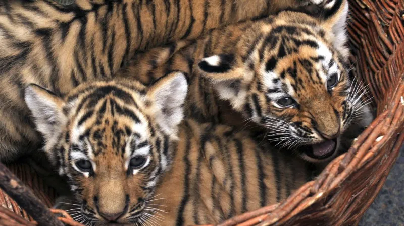 Mláďata tygra ussurijského