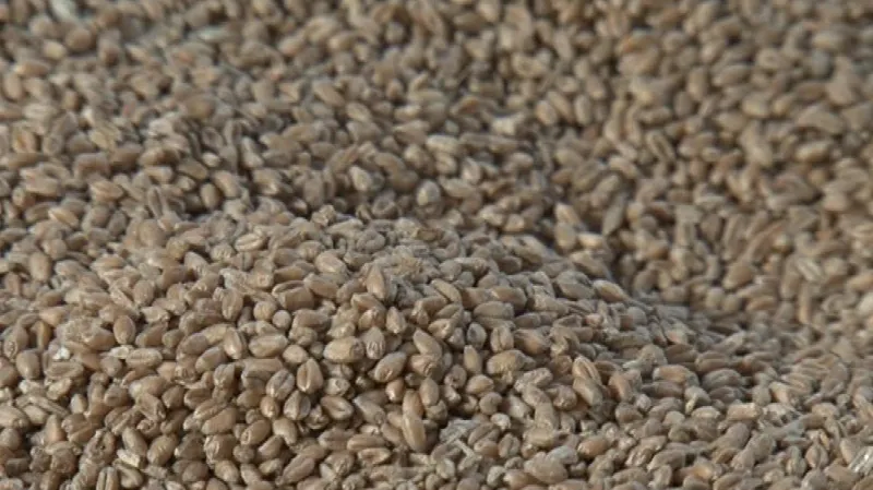 Obilovin se na jižní Moravě urodilo výrazně méně