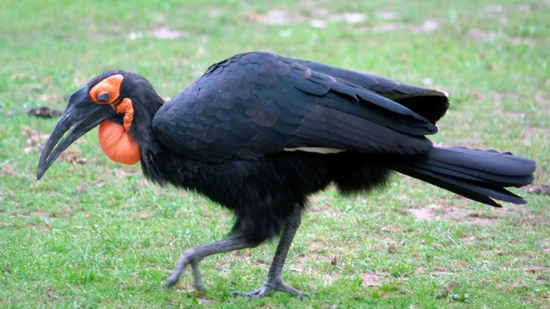 Zoborožec kaferský