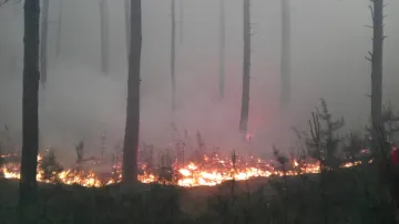 Požár v lese u Bzence