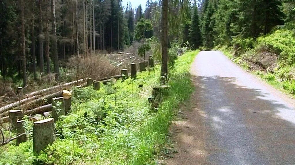 Vykácené suché stromy