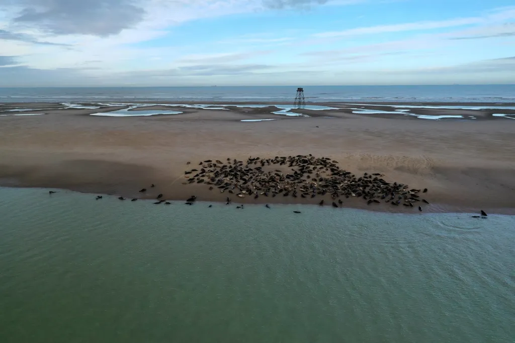 Skupina tuleňů odpočívá na pláži poblíž majáku Phare de Walde u severofrancouzského Calais