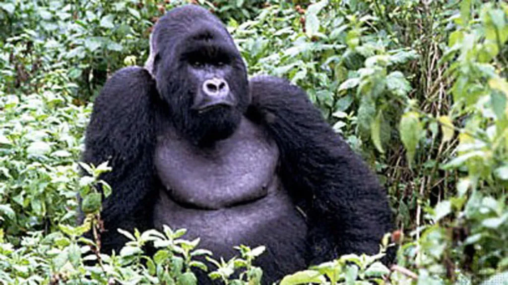 Virunga