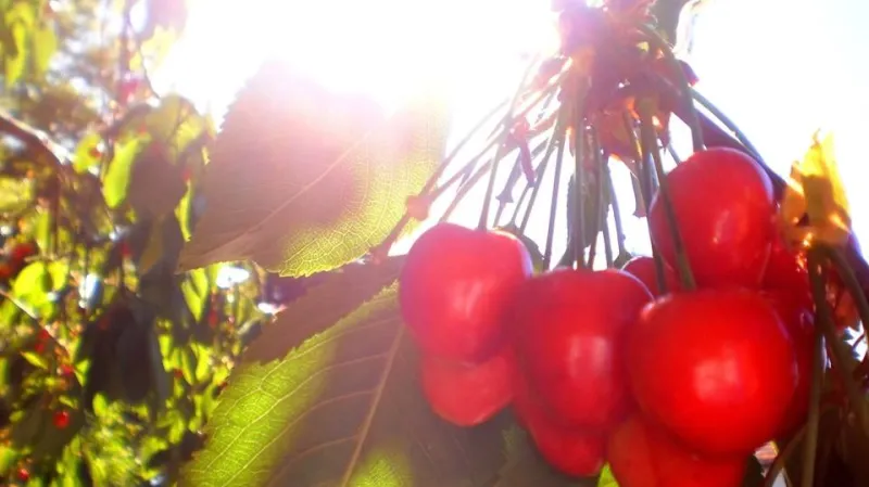 I třešně z Litobratřic přispěly k radosti z hezkého dne