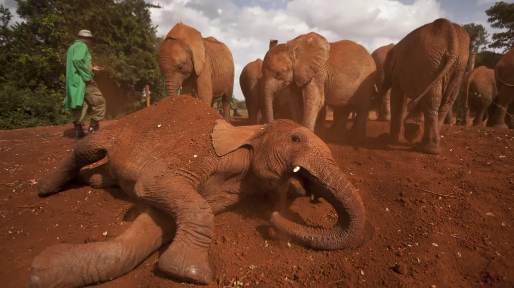 Většina slonů zemře kvůli pytlákům
