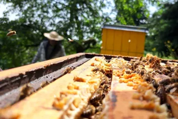 Dovoz medu do Česka poklesl