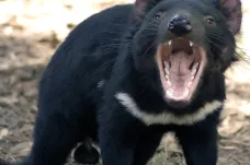 V Austrálii se ve volné přírodě narodila mláďata ďáblů medvědovitých. Poprvé za tři tisíce let