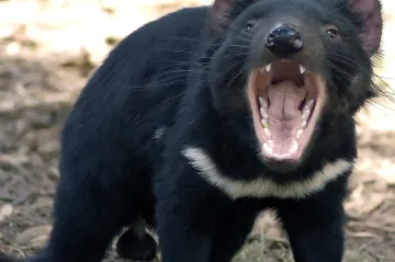 V Austrálii se ve volné přírodě narodila mláďata ďáblů medvědovitých. Poprvé za tři tisíce let