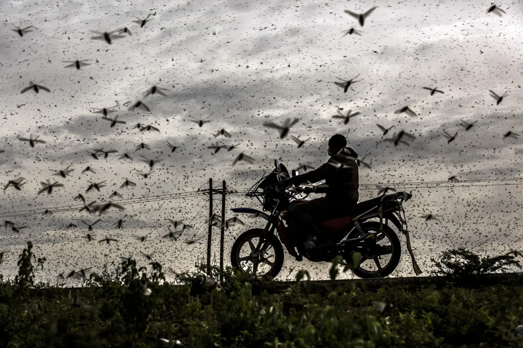 Nominace v kategorii Příroda: Luis Tato  se sérií snímků nazvanou Invaze kobylek ve východní Africe
