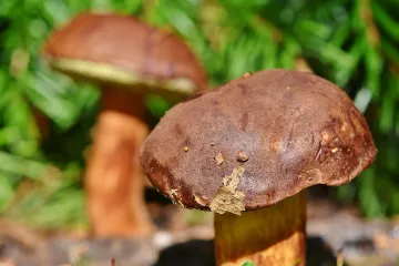 Houby klíčové pro chod ekosystémů jsou málo chráněné, upozornili vědci