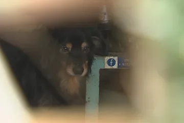 Měnín opět apeluje na veterinární správu kvůli nevhodnému chovu psů. Jejich majitelé nereagují