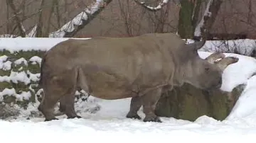 Bílý severní nosorožec ve Dvoře Králové