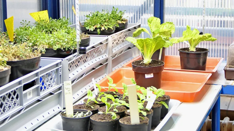 Testování obsahu kovů v rostlinách