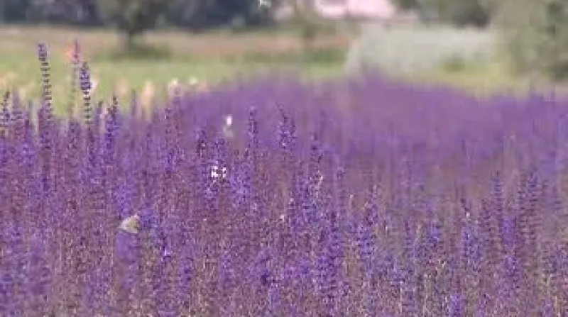 Ochránci přírody zakládají v Českém ráji motýlí louky.