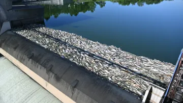 Úhyn ryb na Dyji na přelomu června a července 2025