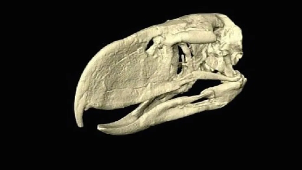 Lebka praptáka Andalgalornis