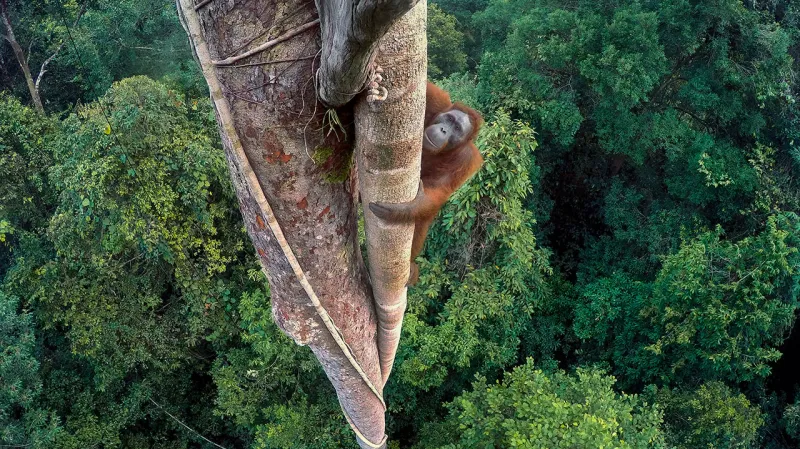 Tim Laman, Velká Británie, hlavní vítěz celé soutěže Wildlife Photographer of the Year.Porota ocenila, že fotograf musel vyšplhat na stejný 30 metrů vysoký strom jako mladý orangutan, aby tam umístil svůj dálkově ovládaný fotoaparát.