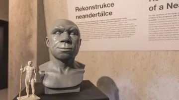 Z výstavy Vítejte u neandertálců v Pavilonu Anthropos Moravského zemského muzea v Brně