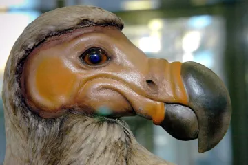 Šesté hromadné vymírání se neděje, tvrdí nová studie