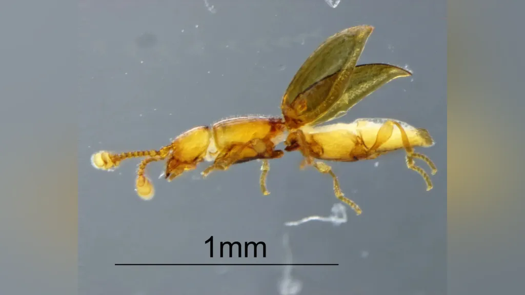 Nově objevený brouk