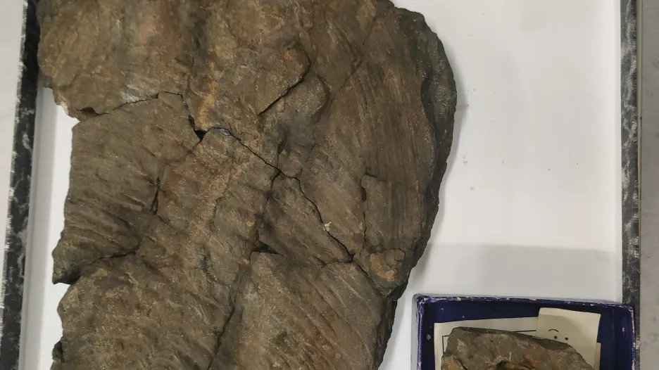 Dva trilobiti, které osobně našel Joachim Barrande