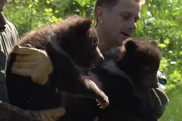 Medvíďata se poprvé ukázala světu